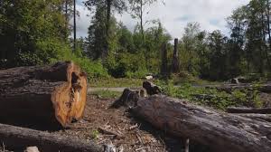 How Our Tree Care Process Works  in  La Caada Flintridge, CA