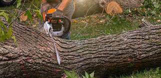 Best Commercial Tree Services  in La Ada Flintridge, CA