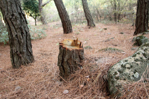 Trusted La Caada Flintridge, CA Tree Care Experts
